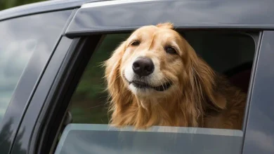 Trocknungsmethode für langhaarige Hunde: 7 bewährte Tipps für gesundes Fell