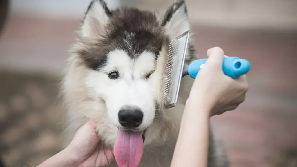 Entfilzungsbürste für Hunde