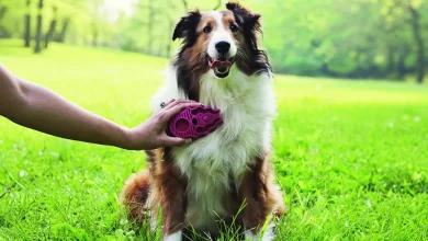 Entfilzungsbürste für Hunde
