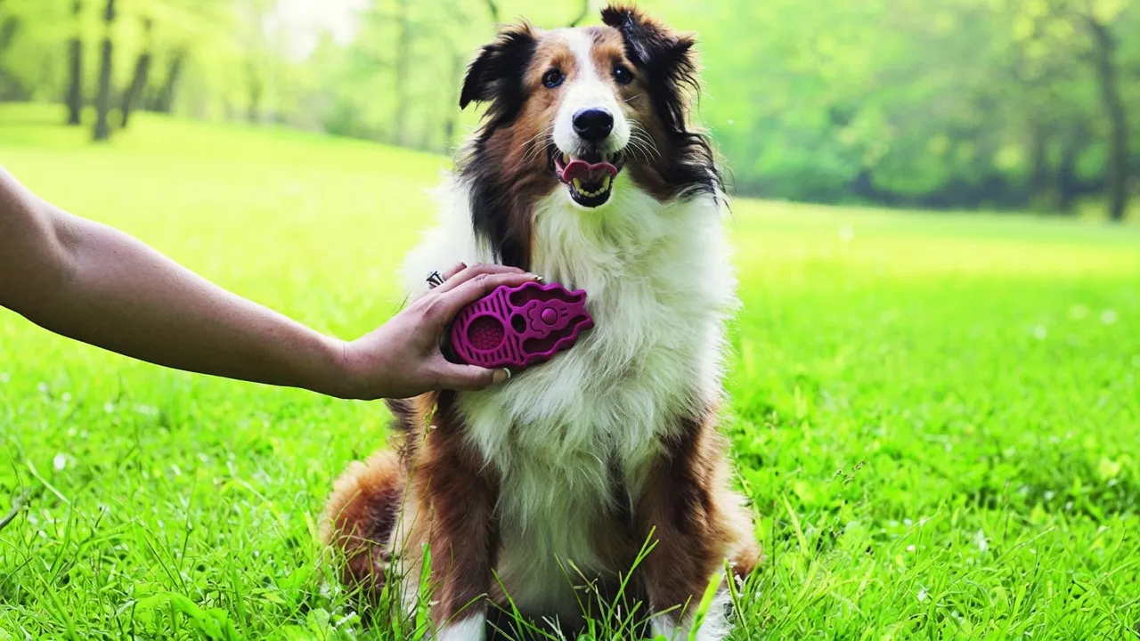 Entfilzungsbürste für Hunde