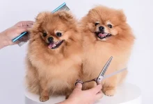 hundepflegetisch-hohe-10-beste-tipps-fur-kleine