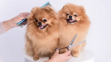 hundepflegetisch-hohe-10-beste-tipps-fur-kleine