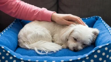 Hundebett richtig reinigen