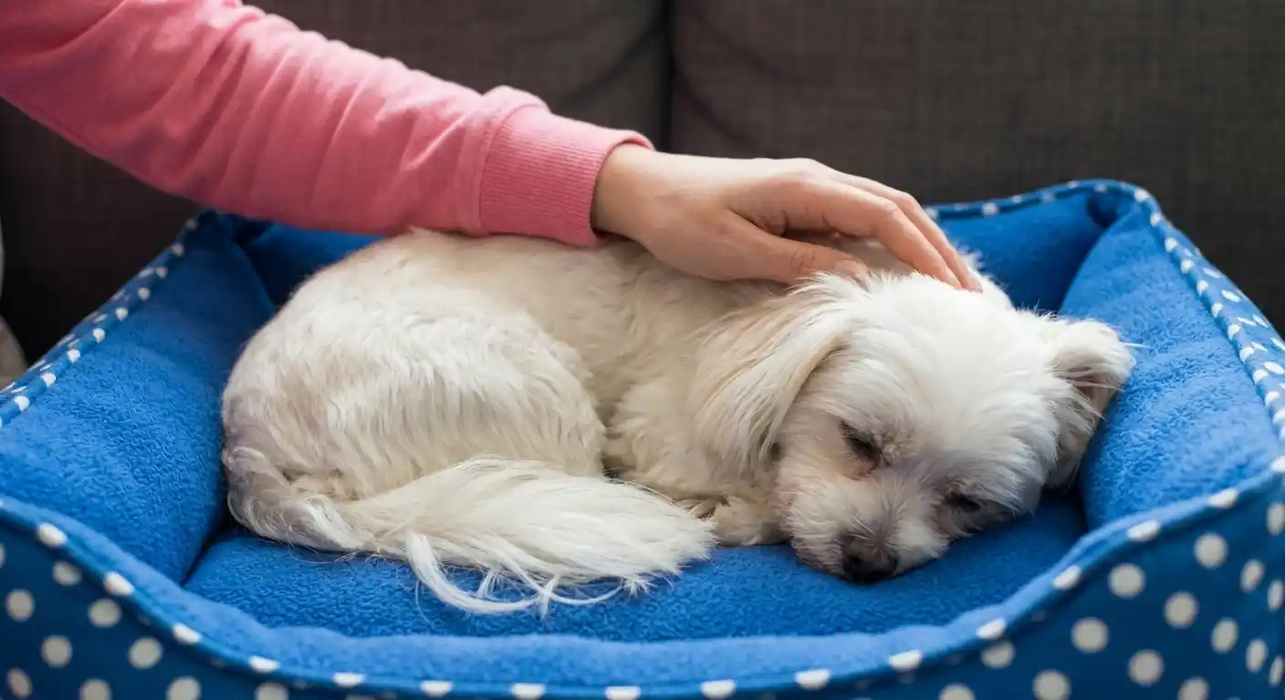 Hundebett richtig reinigen