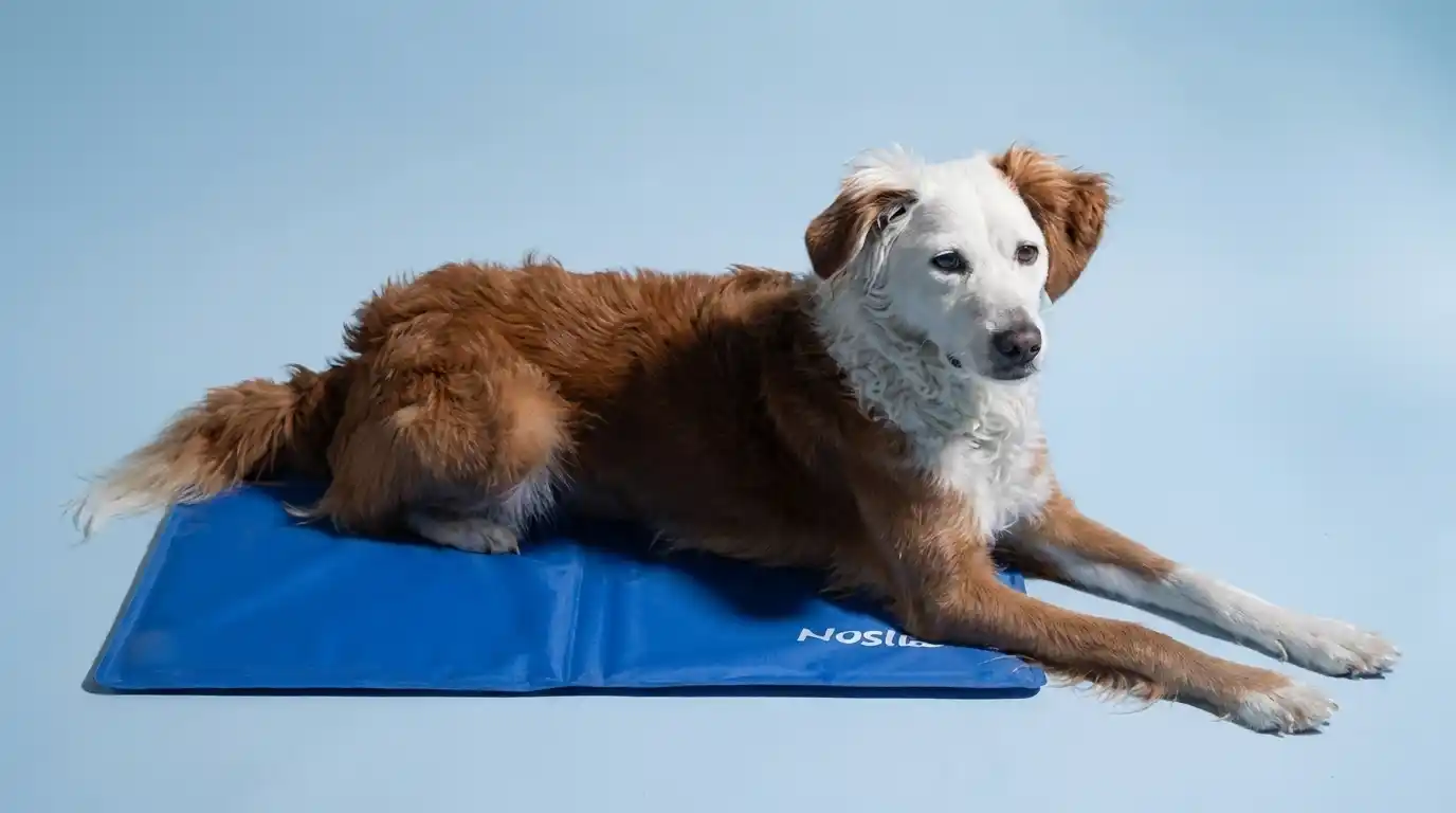 Kühlmatte für Hunde