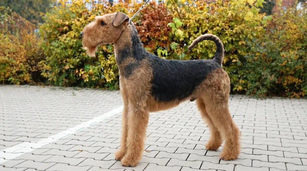 Anleitung zum Trimmen des Fells eines rauhaarigen Terriers