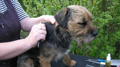 Anleitung zum Trimmen des Fells eines rauhaarigen Terriers