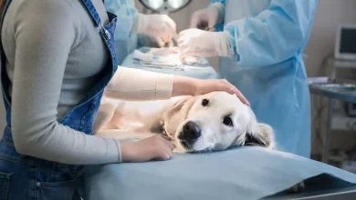 Hund nach einer Zahnoperation pflegen