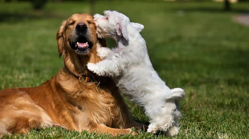 Welpen an älteren Hund gewöhnen