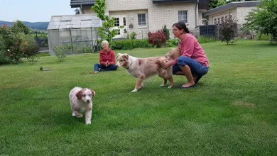 Welpen an älteren Hund gewöhnen